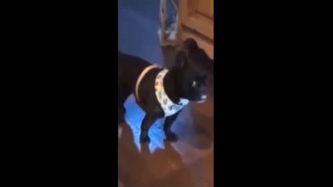 Funniest Cats And Dogs Animal Videos 2040