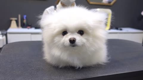 Dog Pet Puppy Pomeranian Grooming Teddy bear style l Thanks for watching.