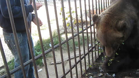 he guy wants to pet the bear but is afraid...the bear hit the photographer