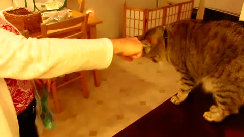 Some Cats Just Don't Get the Concept of the FIST BUMP!