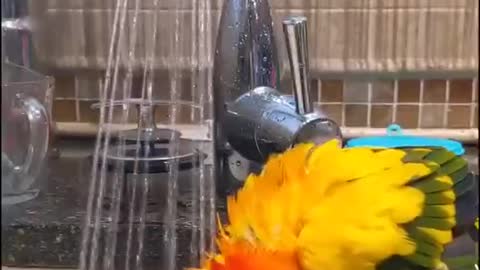 Parrot take a shower