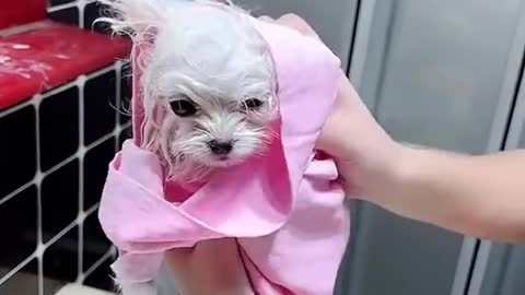 Puppy | bath time cute# dog