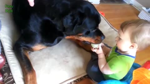 Awesome Dog Can make funny with baby HD Video