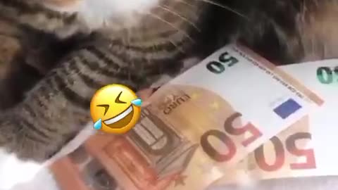 greedy cat