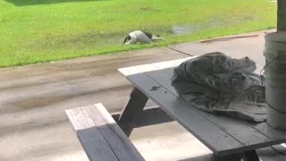 Freshly Bathed Dog Runs Right to Puddle