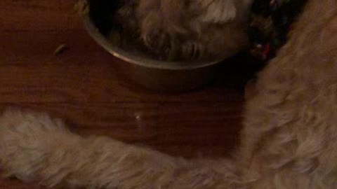 Sweet Old Dog Falls Asleep In Food Bowl