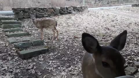 Whitetail Deer: Fawns in Training