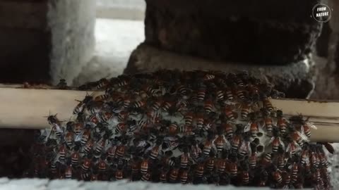 Watch how a honey bee pushes an ant from entering the hive