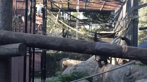 Chimpanzees playing tag at Oakland zoo