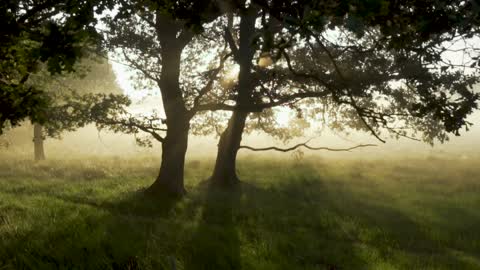 Forest Woods Mystical Morning Fairytale Sunlight