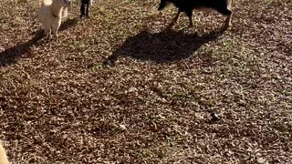 Goats acting crazy with Donkeys and a puppy