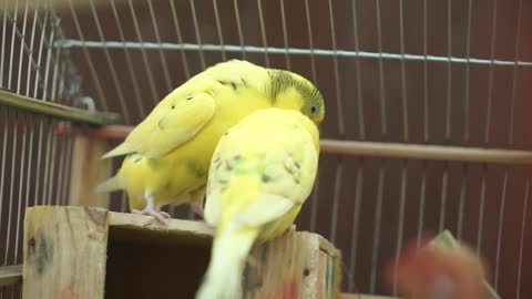 Cute Parrots Are Kissing