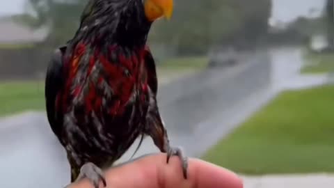 Feathered Friendship: A Bird's Best Friend