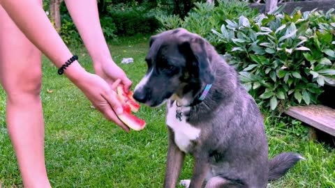 Dainty Australian Shepherd adores juicy watermelon treat