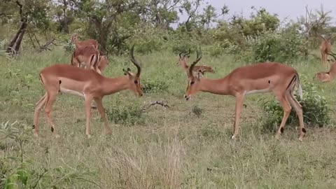 Impala rams fighting animal videos | cute animal videos