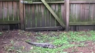 Giant Tegu Lizard Captured in Backyard