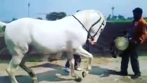 Watch this cute white horse dancing to African song