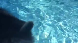 how my trainned raccoon can swim in pool for animal fun time