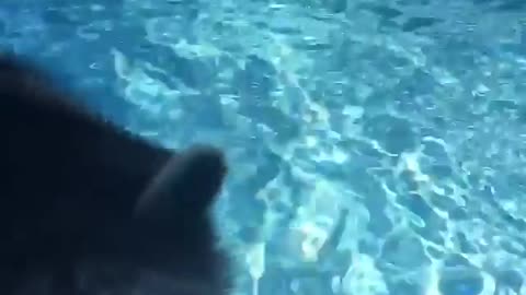 how my trainned raccoon can swim in pool for animal fun time