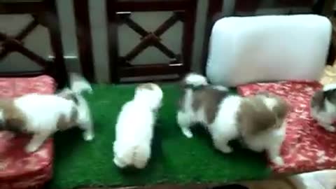 Crazy and Funny - My Puppies