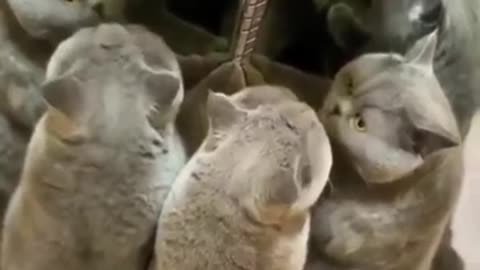 Adorable cat playing with mirror