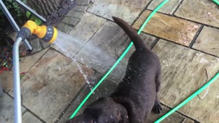 dog loves or hates the garden hose... you decide!