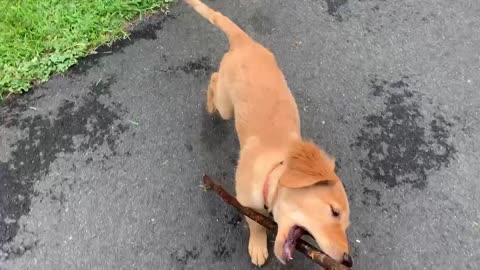 Samwise the golden plays fetch