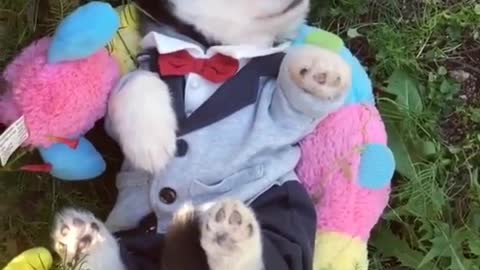 cute puppy husky dressed up like a gentleman