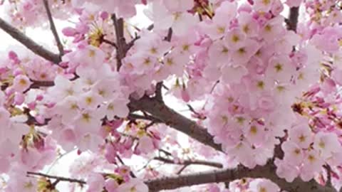 Cherry Blossoms - West Vancouver