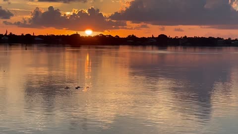 Ducks Merge in the River