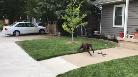 Owner Uses Drone To Exercise Dog