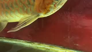 Red dragon fish