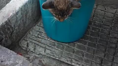 Male Cat Meowing While Mother Cleans With Fresh Water