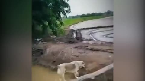 Cal train cat and dog funny moment