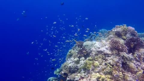 Philippines | Cebu - Dive the Beauty of South Cebu 2021