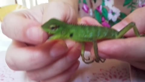 Terrible Chameleon