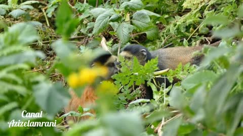 golden monkeys of rwanda eat and battle. com golden monkeys of rwanda eat and battle. 2 golden monkeys of rwanda eat and battle. 0 golden monkeys of rwanda eat and battle. 1 golden monkeys of rwanda eat and battle. again golden monkeys of rwanda eat and b