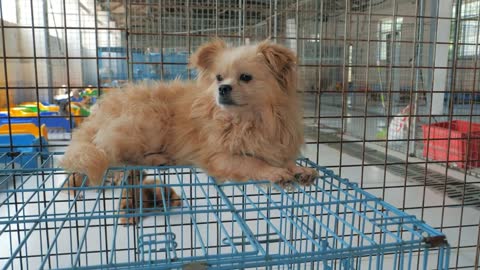 Gimbal steadicam shot of sad dog in shelter lying on the top of cage. Shelter for animals concept