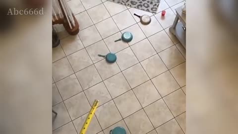 Professional cat - throw your ping ball brilliantly