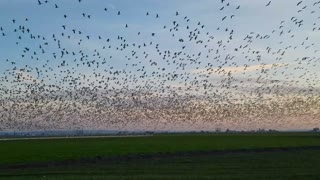 Snow Geese Take Flight