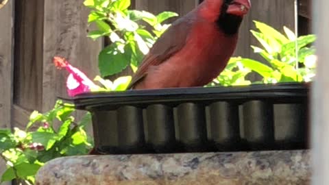 Daddy-O letting the Dove (Dumb Birds) that’s my seeds