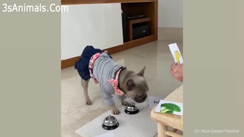 Cute and adorable puppies doing funny things.