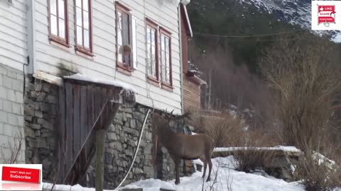 Stag visitsold woman's house every day for years