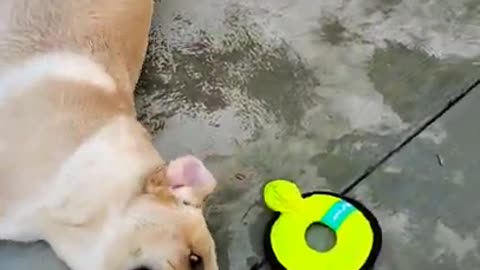 Labrador Loves to Roll on the Ground After a Pool Party