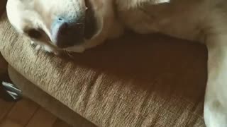 Golden Labrador retriever is relaxing on the couch