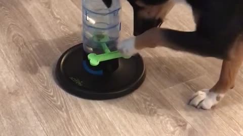 Black dog figures out how to use treat dispensing toy
