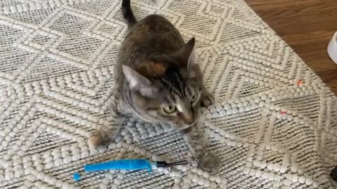 Tipsy the Cat Brings Mom a Toy