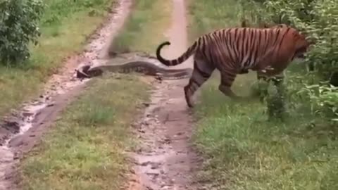 Wild tiger stalks a python