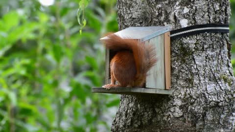 A squirrel eating lunch in his modest home