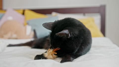 Black Cat Playing in the Bed